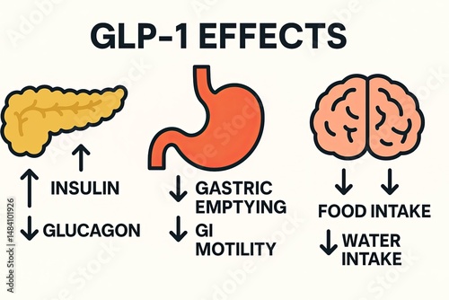 Minimalist infographic showing GLP-1 increasing insulin, decreasing gastric emptying, food and water intake