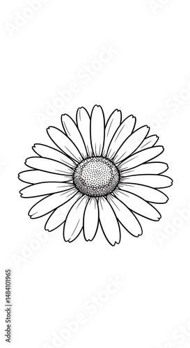 Delicate Daisy: Line Art Drawing