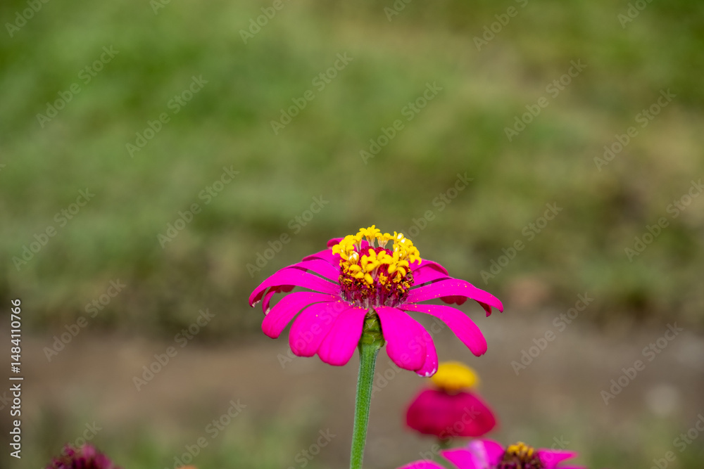 Obraz premium Closeup of vibrant fuchsia zinnia flower with yellow crown in full bloom, standing tall with soft blurry green background. Natural garden beauty captured in daylight.