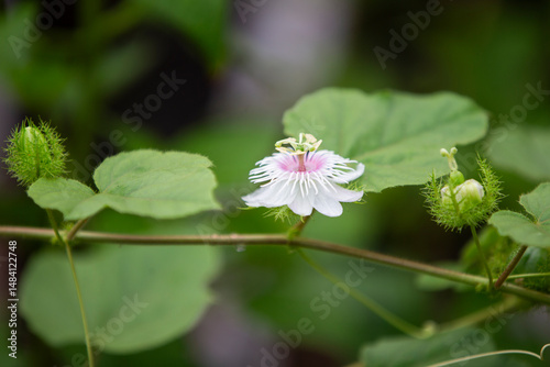 pink flower of a plant