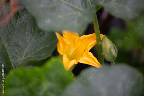 yellow flower in the garden
