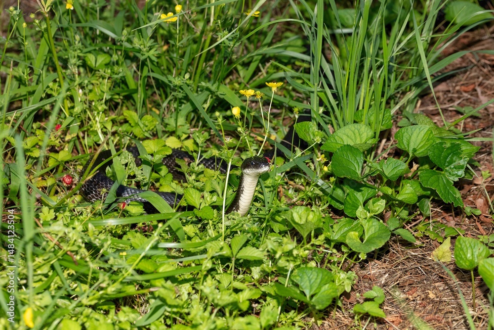 Obraz premium Rat Snake (Pantherophis obsoletus) in North Carolina. The North Carolina rat snake is also known as the Eastern Rat Snake (Pantherophis alleghaniensis).