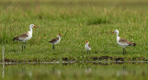 Wader Bird Family in Green Grassy Field