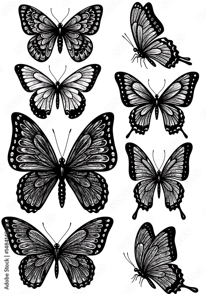 Obraz premium Elegant Black & White Butterfly Ink Drawings