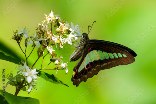 butterfly