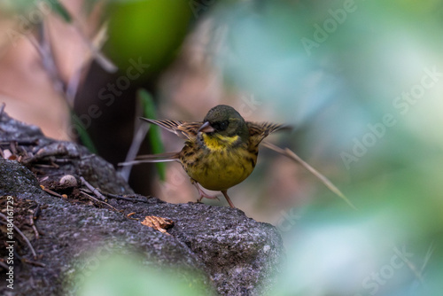 black faced bunting