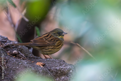 black faced bunting