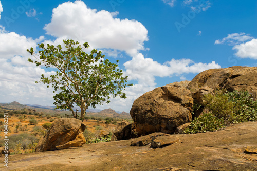 Trees and cactus landscape in Africa savannah bush in the desert. Vachellia tree in savannah african desert landscape, acacia trees. African typical landscape at safari game ranch in Kenya, Tanzania