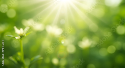 Sunlit Spring Meadow Flowers, Soft Focus Bokeh
