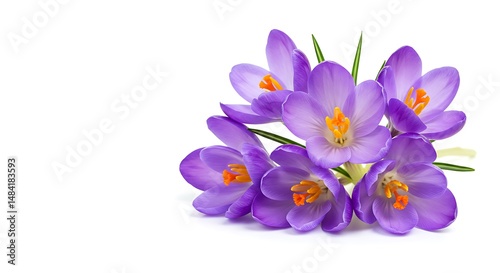 Spring's Embrace: Crocus Bloom