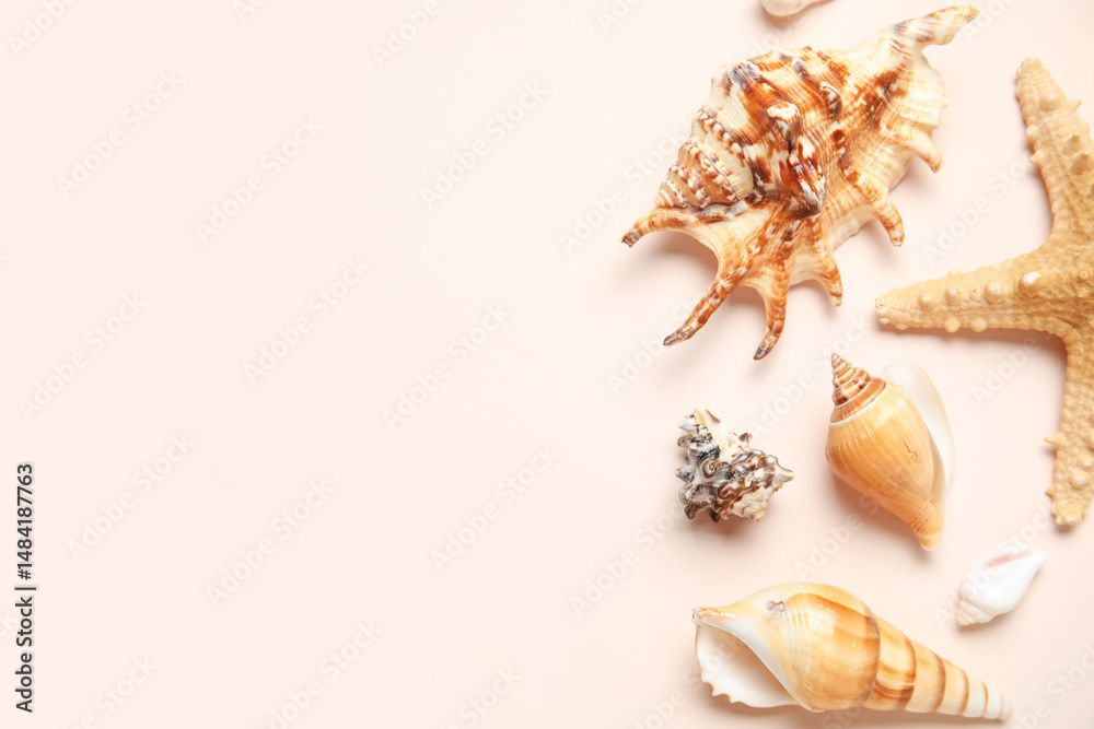 Obraz premium Different seashells and starfish on white background