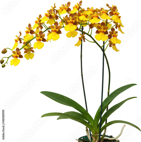 Vibrant Yellow Oncidium Orchid Flower Plant in Pot Blooming Orchids Exotic Floral