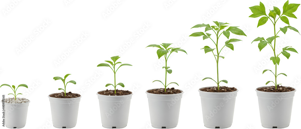 Fototapeta premium Stages of Plant Growth Seedling Development in Pots from Sprout to Mature Plant