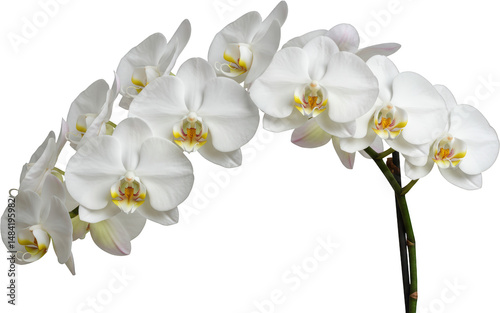 Elegant white phalaenopsis orchid branch blooming flowers isolated transparent background