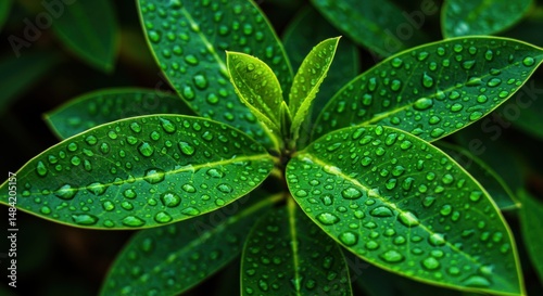 Green leaves with water droplets representing freshness and nature, close up view