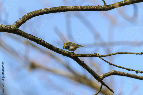 Black Throated Green Warbler at Fort Mountain State Park, near Chatsworth, Georgia. photo