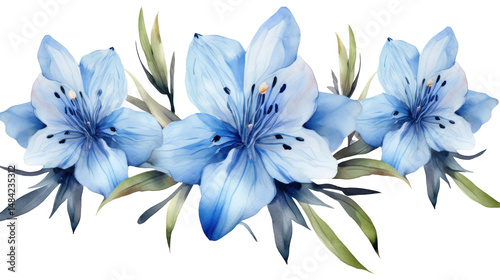 Fototapeta Naklejka Na Ścianę i Meble -  Watercolor Gentiana Flower Clipart Illustration — Botanical Art on Transparent Background

