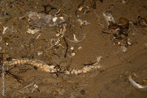 Environmental disaster. Dead fish. The shoreline of the lake. Death of animals.
