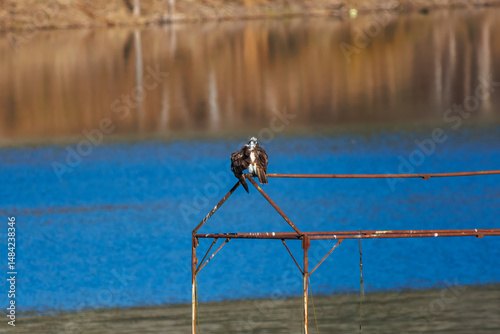 休憩する美しいミサゴ（タカ科）
英名学名：osprey (Pandion haliaetus)
紅葉が美しい。
神奈川県清川村、早戸川林道-2024年
 photo