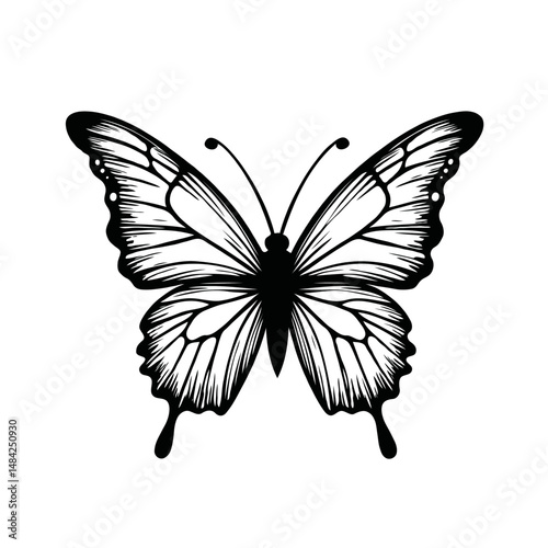 butterfly vector illustration