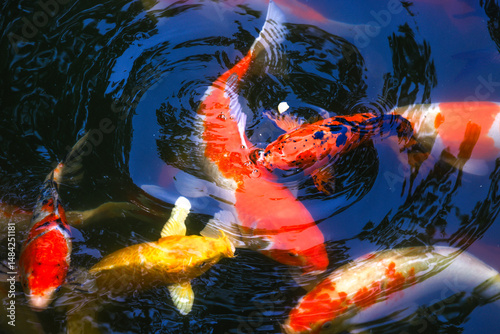 koi fish swimming in a pond