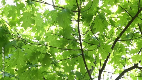 Bright sunlight through the canopy of maple leaves, creating a vivid contrast between light and shadow. The leaves are swaying in the wind on a sunny, spring day. Soothing effect.
