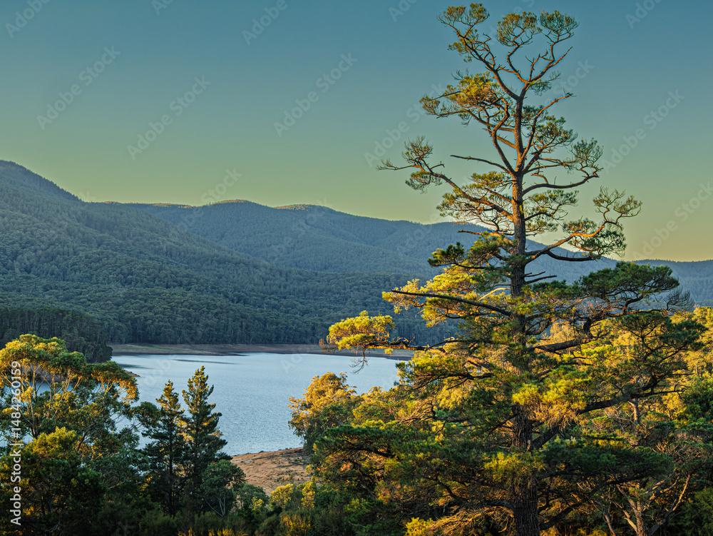 Naklejka premium Late Afternoon Lakeside Tree View