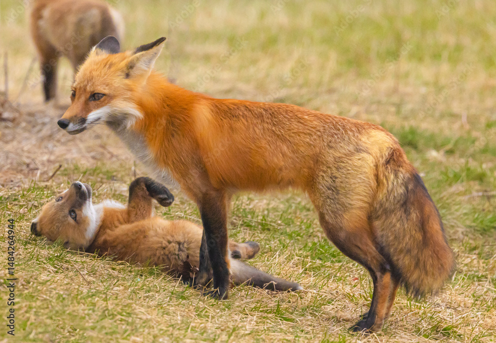 Fototapeta premium Red Fox And Pup