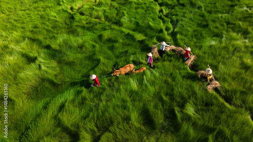 Bilde på lerret Sedge farmers are on their way home and cross their sedge fields.
