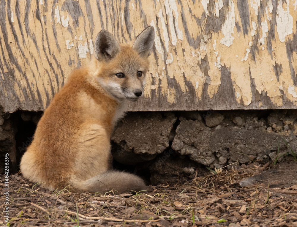 Fototapeta premium Red Fox Pup