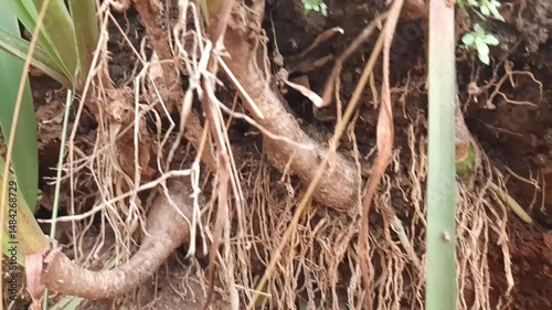 underground grassroots in the soil, grass with underground roots and soil	