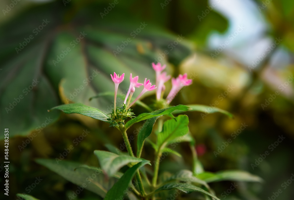 Obraz premium Close-up of pink blooming Pentas lanceolata (Egyptian starcluster) flowers, a tropical plant from the Rubiaceae family. Vibrant star-shaped blooms with lush green foliage.