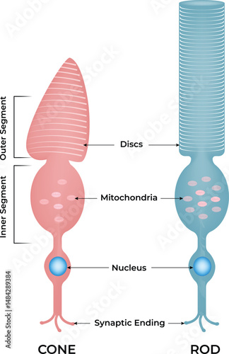 Cone and Rod Cells Structure of Photoreceptors in the Retina