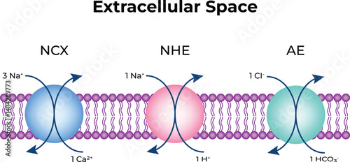 Ion Transport Mechanisms in a Cell Membrane