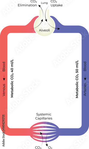 Schematic diagram of gas exchange in the lungs,