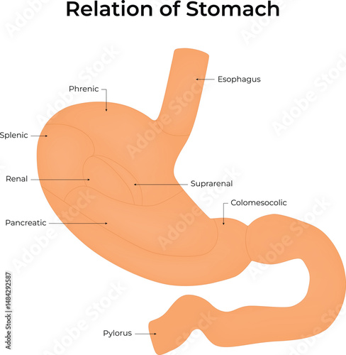 Anatomical Relations of the Human Stomach
