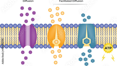 Cell Membrane Transport Processes Diffusion and Facilitated Diffusion