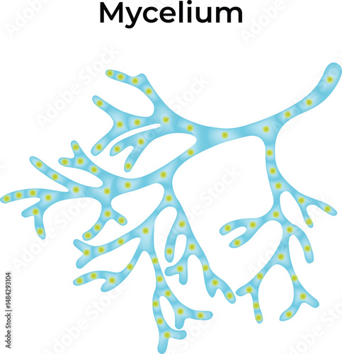 Detailed Illustration of Mycelium Structure with Labels