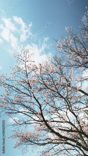 Cherry tree branches filled with delicate blossoms stretch across bright blue sky. Light clouds and soft sunlight enhance sense of peace, freshness, and renewal of spring season.