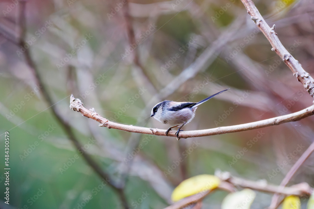 Naklejka premium 飛び回る可愛いエナガ(エナガ科) 英名学名:long-tailed tit (Aegithalos caudatus) 紅葉が美しい。 神奈川県清川村、早戸川林道-2024年