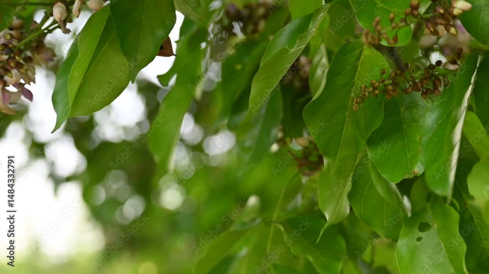 Millettia pinnata flowers. It is a species of tree in the pea family Fabaceae. Its other names Pongamia pinnata, Indian beech and Pongame oiltree. It is used in many Ayurvedic medicine. Slow motion . Millettia pinnata flowers. It is a species of tree in the pea family Fabaceae. Its other names Pongamia pinnata, Indian beech and Pongame oiltree. It is used in many Ayurvedic medicine. Slow motion .