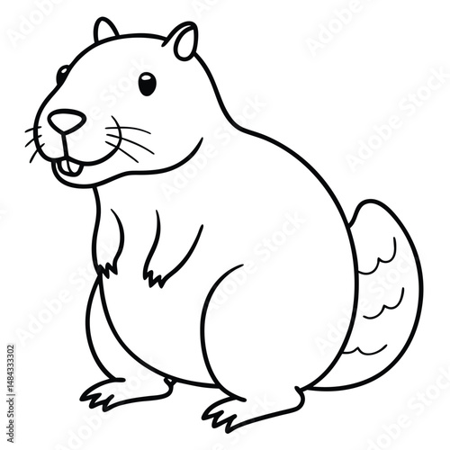 North American Beaver illustration white background