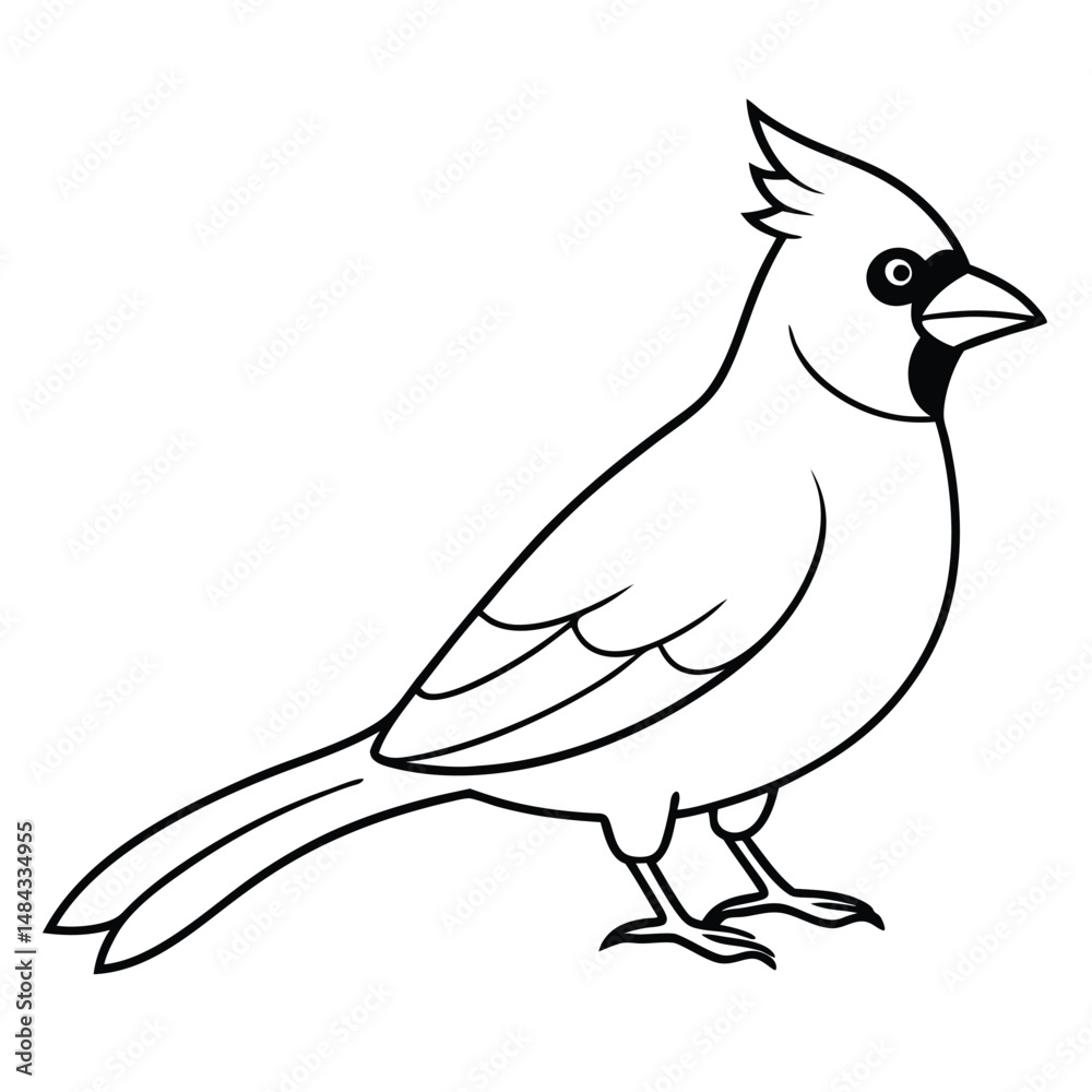 Obraz premium Northern Cardinal illustration white background