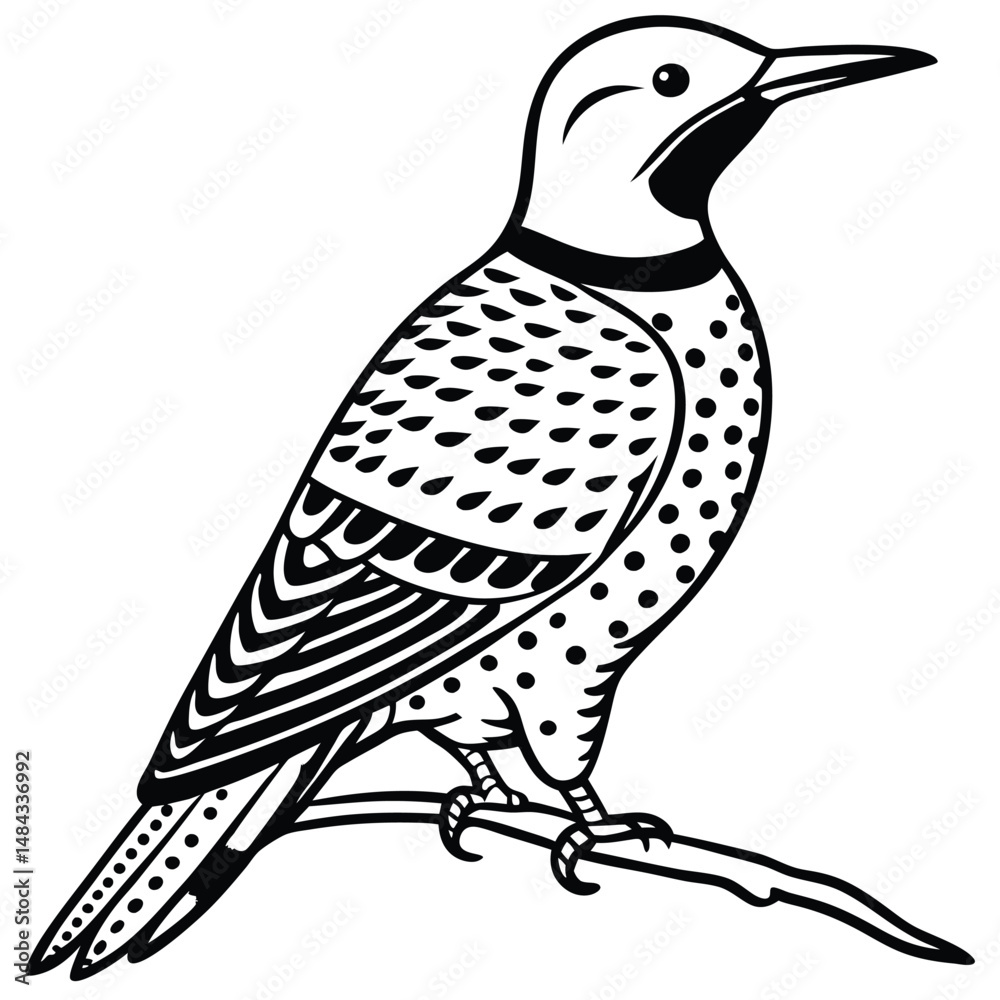 Obraz premium Northern Flicker illustration white background