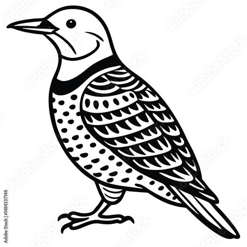 Northern Flicker illustration white background