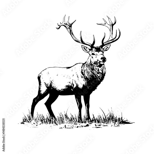 majestic deer with large antlers standing alert in a grassy field in a detailed black and white nature themed line drawing