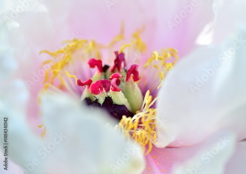 牡丹の花のシベ