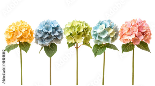 Five colorful hydrangea flowers in a row isolated on a transparent background