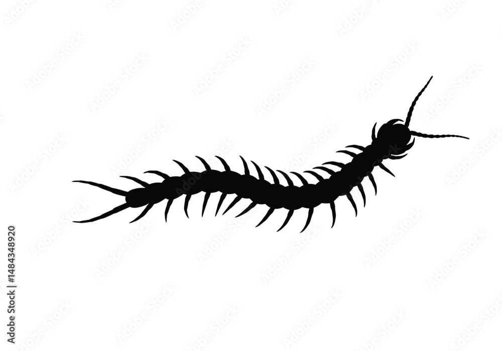 Fototapeta premium Centipede silhouette. This image is a black silhouette of a centipede, a multi-legged arthropod known for its elongated, segmented body. Vector clipart illustration design.