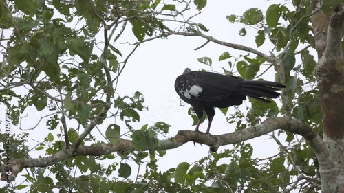 Tropical exotic Chicken like White-throated Piping-Guan bird in Rainforest jungle in South America photo
